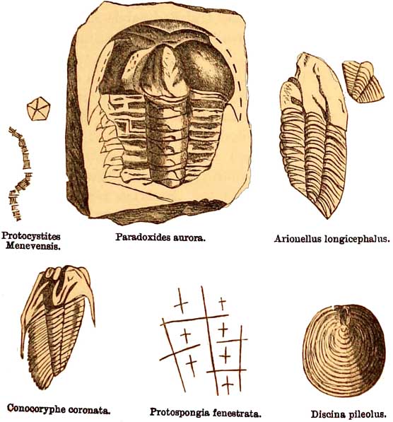 Menevian Fossils