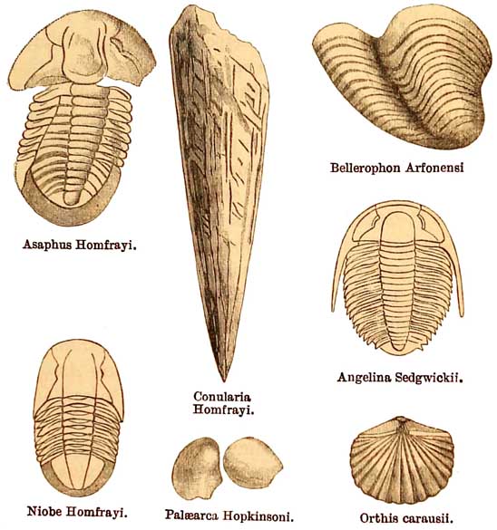 Tremadoc Slate Fossils