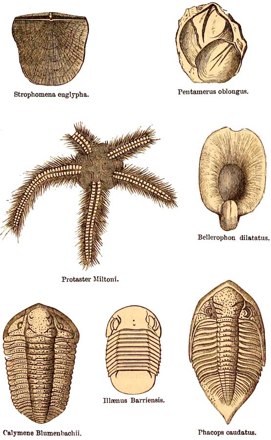 Upper Silurian Fossils