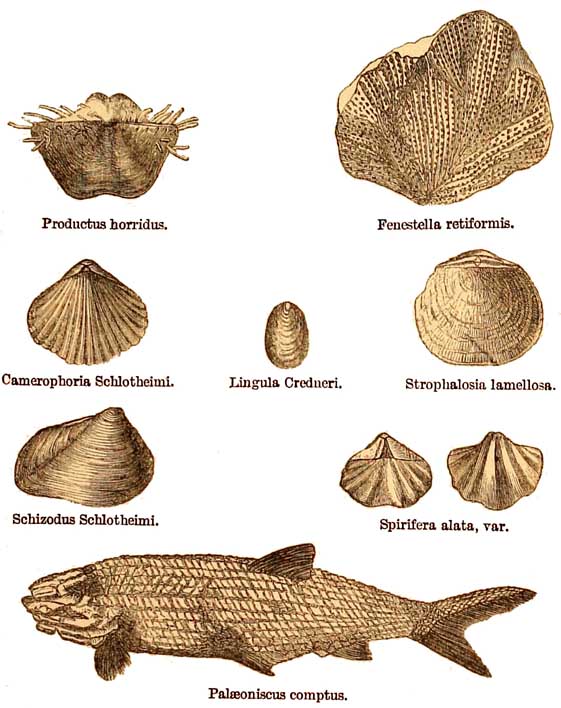 Permian Fossils