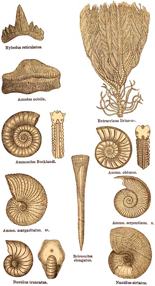 Lias Fossils