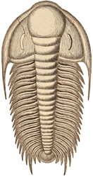 Middle Cambrian trilobite