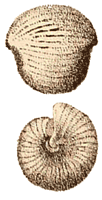 Upper Cambrian gastropod