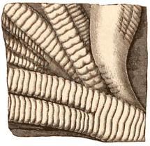 Upper Silurian Sea-worm Tracks