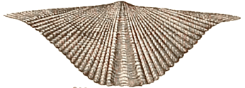 Middle Devonian brachiopod