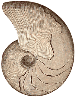 Middle Devonian Nautiloid