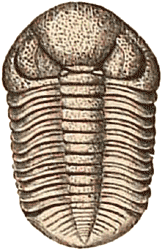 Middle Devonian phacops trilobite