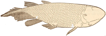 Upper Devonian Ganoid fish