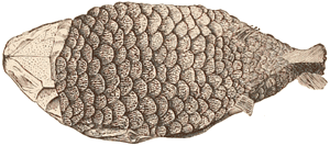 Upper Devonian ganoid fish