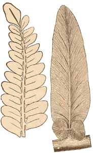 Permian-Carboniferous fern leaves