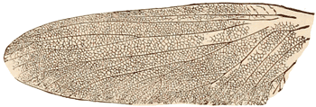 Permian-Carboniferous locust wing
