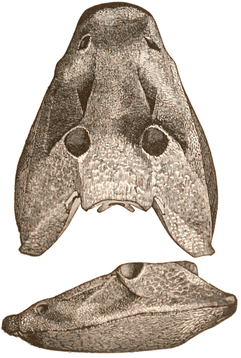 Permian amphibian skull