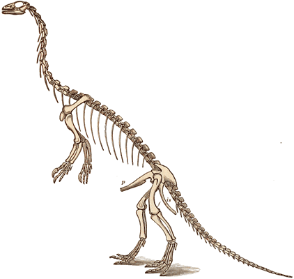 Triassic anchiosaurus dinosaur