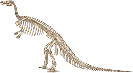 Jurassic Ornitopoda