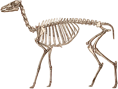 Miocene camel family