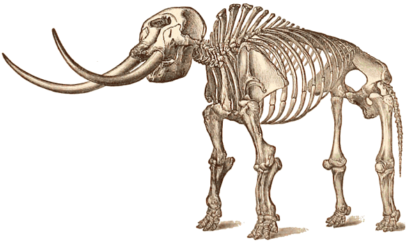 Pleistocene Mastodon