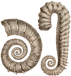 Cretaceous Ammonites